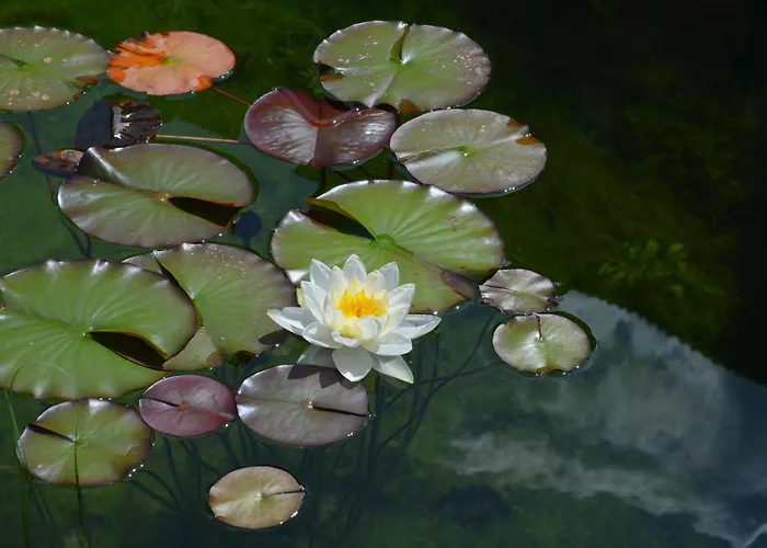 Almroesl Im Grossarltal 4* Hüttschlag